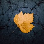 Seasonal Activities - a yellow leaf laying on a cracked surface