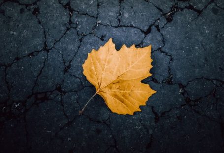 Seasonal Activities - a yellow leaf laying on a cracked surface