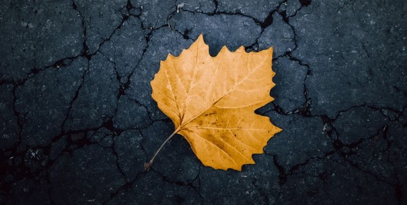 Seasonal Activities - a yellow leaf laying on a cracked surface