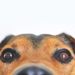 Pet Supplies - Closeup Photo of Brown and Black Dog Face