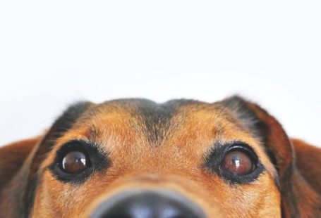 Pet Supplies - Closeup Photo of Brown and Black Dog Face