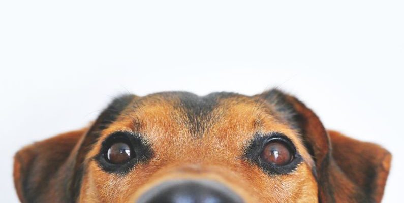 Pet Supplies - Closeup Photo of Brown and Black Dog Face