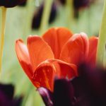 Negotiating Tips - A red tulip in a field of black tulips