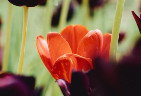 Negotiating Tips - A red tulip in a field of black tulips