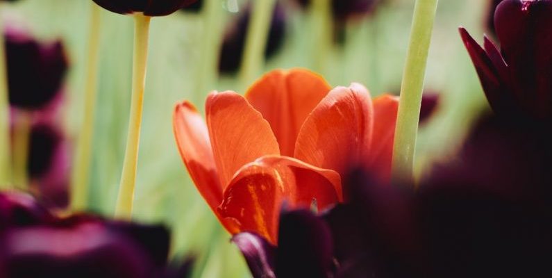 Negotiating Tips - A red tulip in a field of black tulips