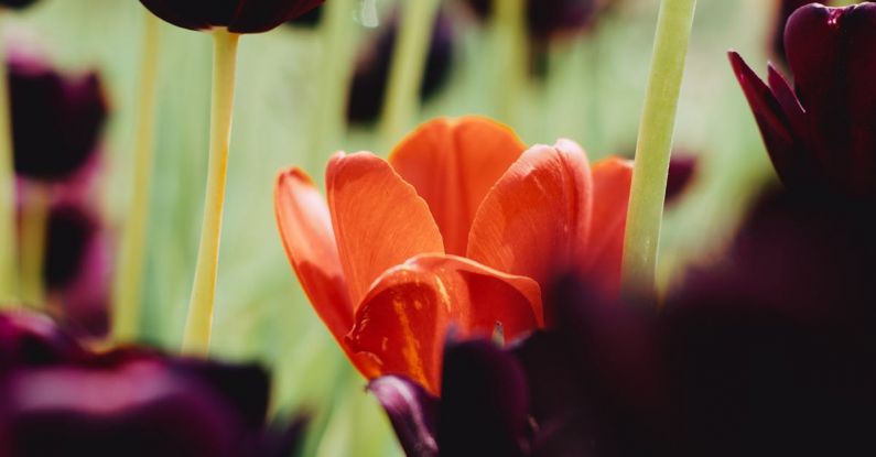 Negotiating Tips - A red tulip in a field of black tulips