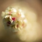 Price Tracking - white flower in macro lens