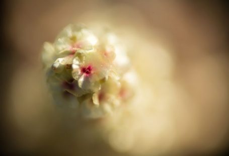 Price Tracking - white flower in macro lens