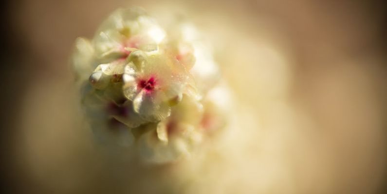 Price Tracking - white flower in macro lens