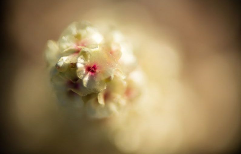 Price Tracking - white flower in macro lens