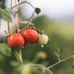 Organic Coupon - red and green round fruits