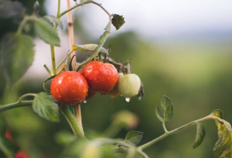 Organic Coupon - red and green round fruits