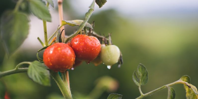 Organic Coupon - red and green round fruits