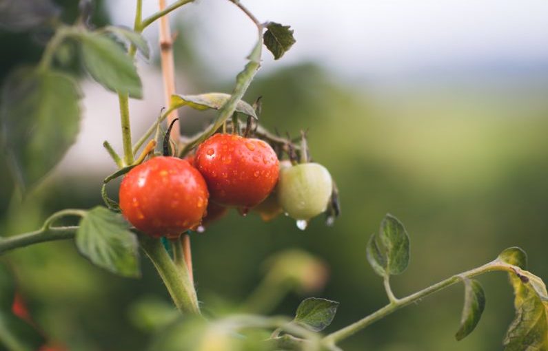 Organic Coupon - red and green round fruits