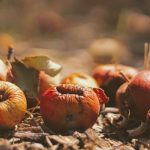 Food Waste - selective focus photography of dried fruits on field