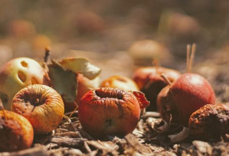 Food Waste - selective focus photography of dried fruits on field