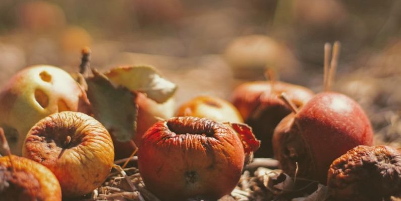 Food Waste - selective focus photography of dried fruits on field