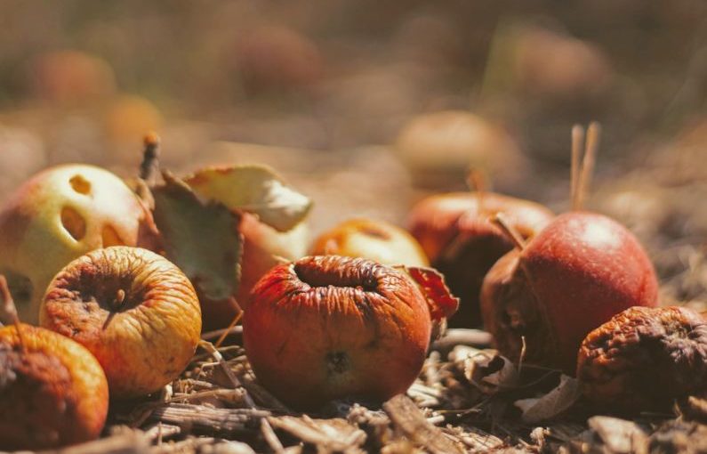 Food Waste - selective focus photography of dried fruits on field